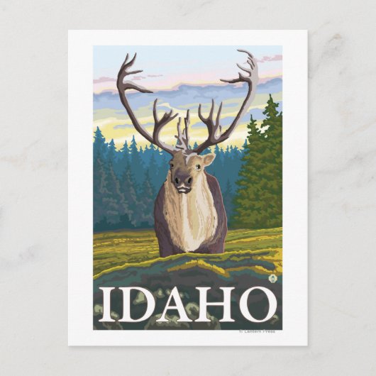 カリブーin the wild - Idaho ポストカード (正面)