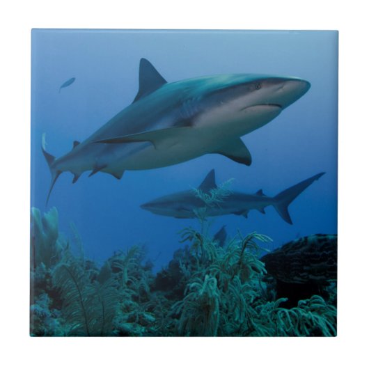 カリブ海のサメ ハルディネス・デ・ラ・レイナ タイル (正面)