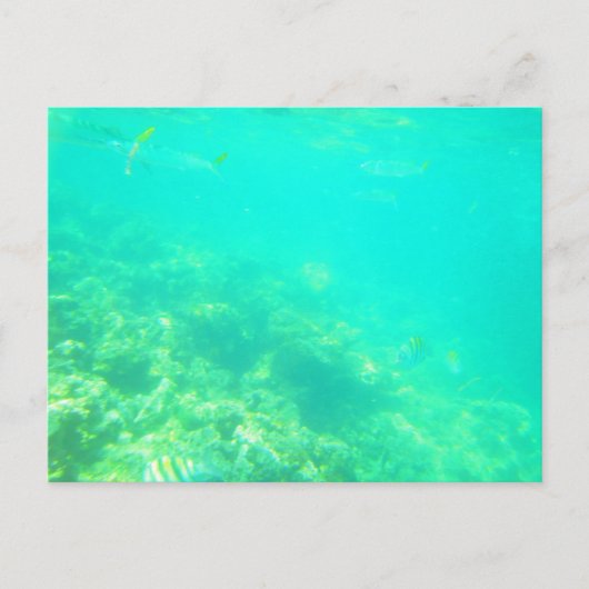 カリブ海のポストカード12 ポストカード (正面)