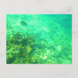 カリブ海のポストカード2 ポストカード