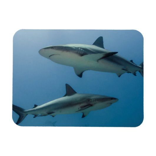 カリブ海のレクイエムサメ マグネット (横)