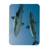 カリブ海のレクイエムサメ マグネット (縦)