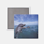 カリブ海カマイルカ マグネット (正面/裏面)