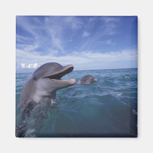 カリブ海カマイルカ マグネット (正面)