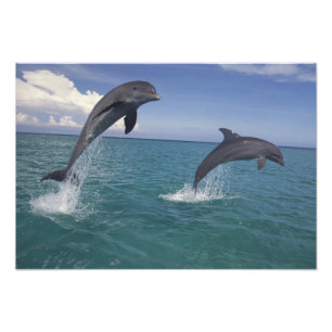 カリブ海、カマイルカ フォトプリント