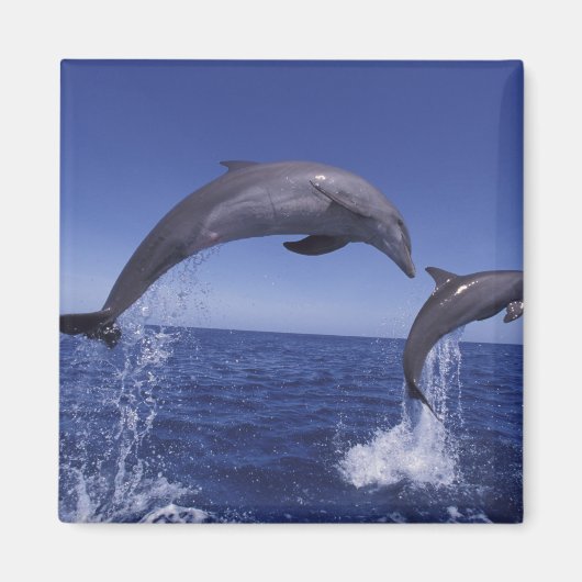 カリブ海、カマイルカ マグネット (正面)