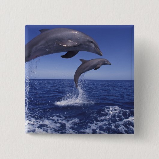 カリブ海、カマイルカ 缶バッジ (正面)
