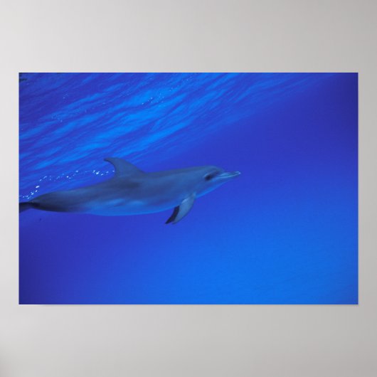 カリブ海、バハマ シロハライルカ ポスター (正面)