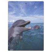 カリブ海、バンドウイルカ クリップボード (裏面)