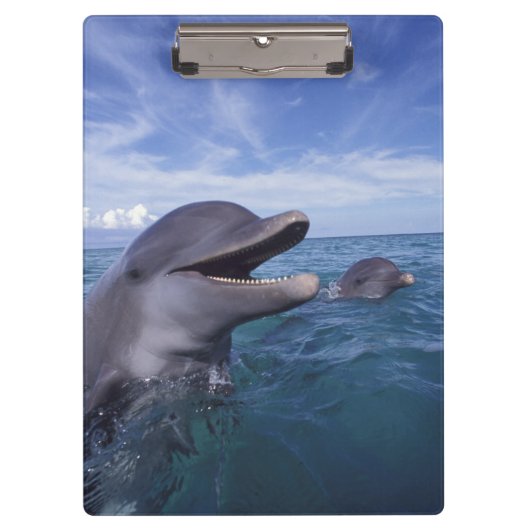 カリブ海、バンドウイルカ クリップボード (正面)
