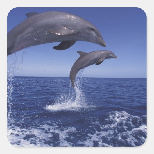 カリブ海、バンドウイルカ スクエアシール (正面)