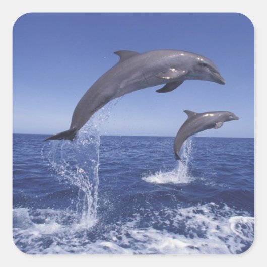 カリブ海、バンドウイルカ スクエアシール (正面)