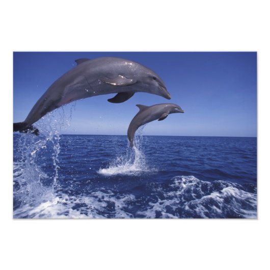 カリブ海、バンドウイルカ フォトプリント            (正面)