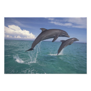 カリブ海、バンドウイルカ フォトプリント