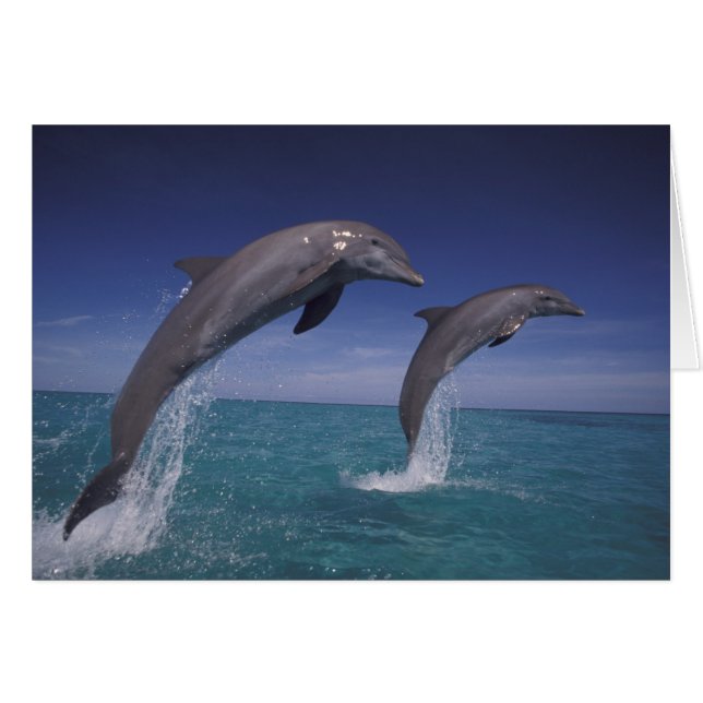 カリブ海 バンドウイルカ Tursiops (正面横)