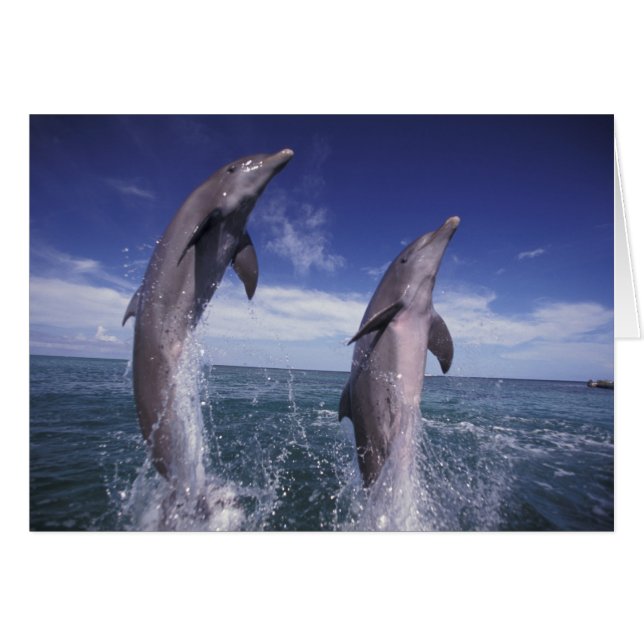 カリブ海 バンドウイルカ Tursiops (正面横)