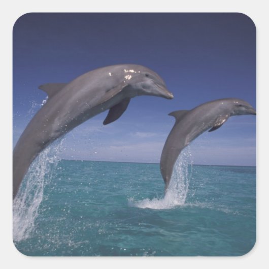 カリブ海 バンドウイルカ Tursiops スクエアシール (正面)