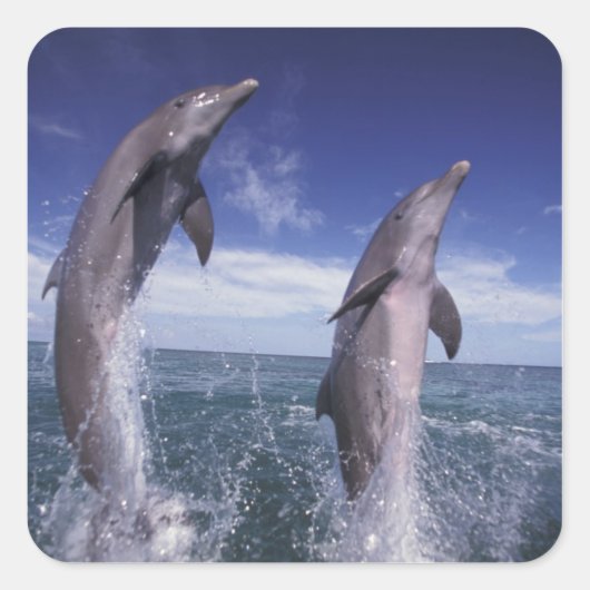 カリブ海 バンドウイルカ Tursiops スクエアシール (正面)