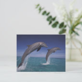 カリブ海 バンドウイルカ Tursiops ポストカード (スタンド正面)