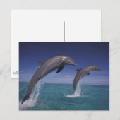カリブ海 バンドウイルカ Tursiops ポストカード (正面/裏面)