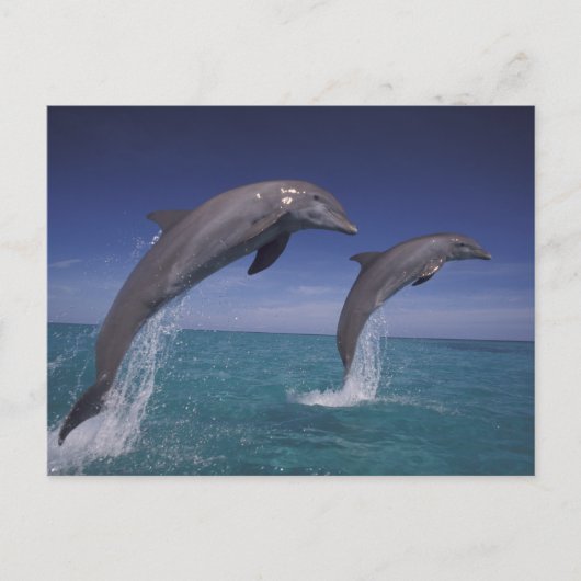 カリブ海 バンドウイルカ Tursiops ポストカード (正面)