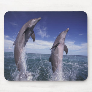 カリブ海 バンドウイルカ Tursiops マウスパッド