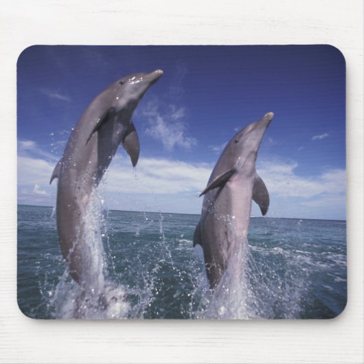 カリブ海 バンドウイルカ Tursiops マウスパッド (正面)