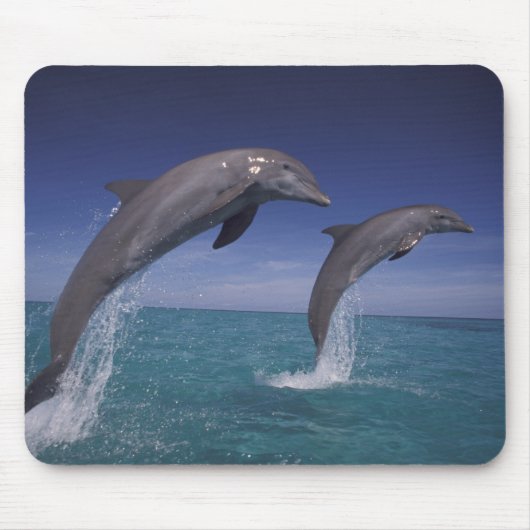 カリブ海 バンドウイルカ Tursiops マウスパッド (正面)