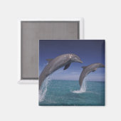 カリブ海 バンドウイルカ Tursiops マグネット (正面/裏面)
