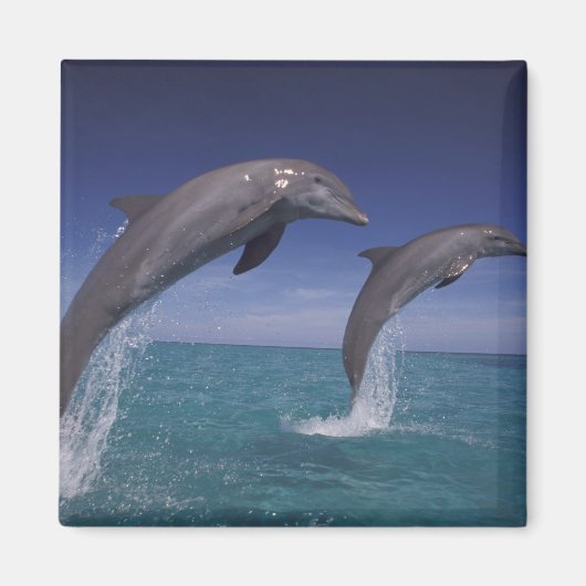 カリブ海 バンドウイルカ Tursiops マグネット (正面)