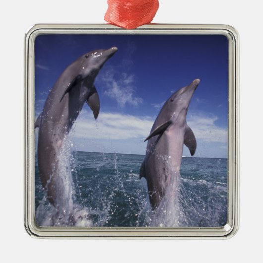 カリブ海 バンドウイルカ Tursiops メタルオーナメント (正面)