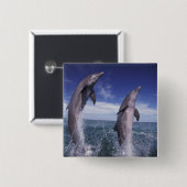 カリブ海 バンドウイルカ Tursiops 缶バッジ (正面&裏面)