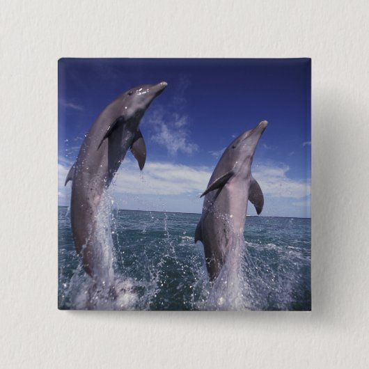 カリブ海 バンドウイルカ Tursiops 缶バッジ (正面)