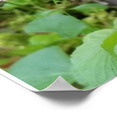 カリプソオーキッド ポスター (角)