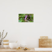 カリプソオーキッド ポスター (キッチン)