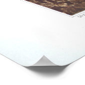 カリプソ – 球根シテリア ポスター (角)