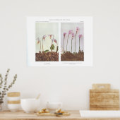 カリプソ – 球根シテリア ポスター (キッチン)