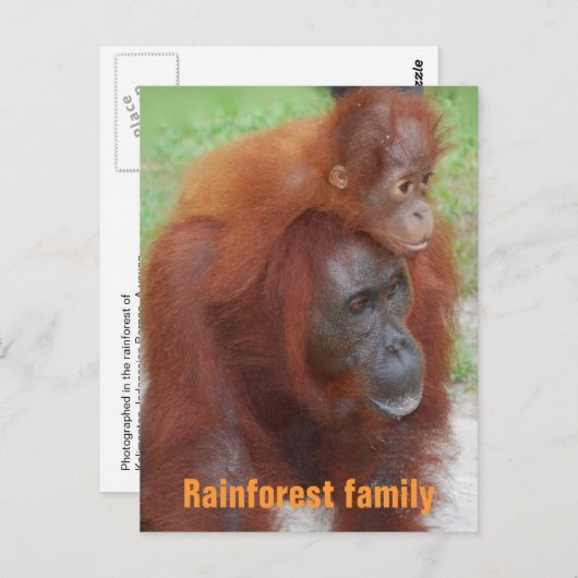 カリマンタンインドネシア熱帯雨林ファミリー ポストカード (正面/裏面)