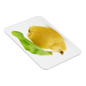 カリン果実 マグネット (右側)