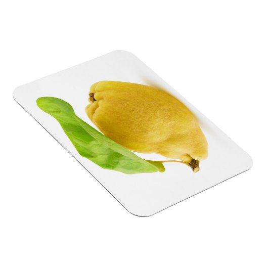 カリン果実 マグネット (右側)