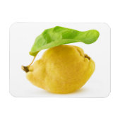 カリン果実 マグネット (横)