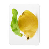 カリン果実 マグネット (縦)