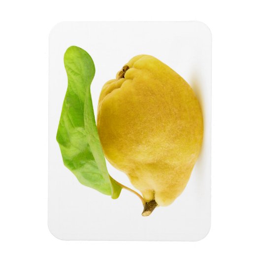 カリン果実 マグネット (縦)