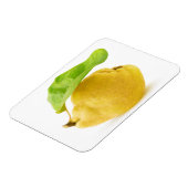 カリン果実 マグネット (左側)