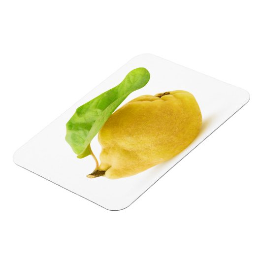 カリン果実 マグネット (左側)