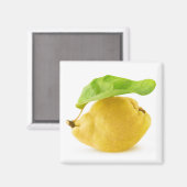 カリン果実 マグネット (正面/裏面)