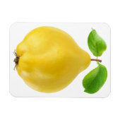 カリン果実 マグネット (横)