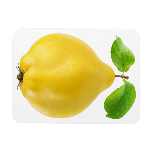 カリン果実 マグネット (横)