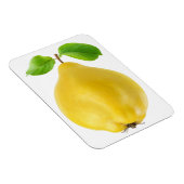 カリン果実 マグネット (右側)