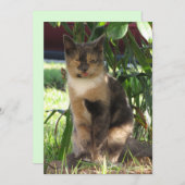 カリーマフィン間抜けザストレートキャットフラットカード シーズンカード (正面/裏面)